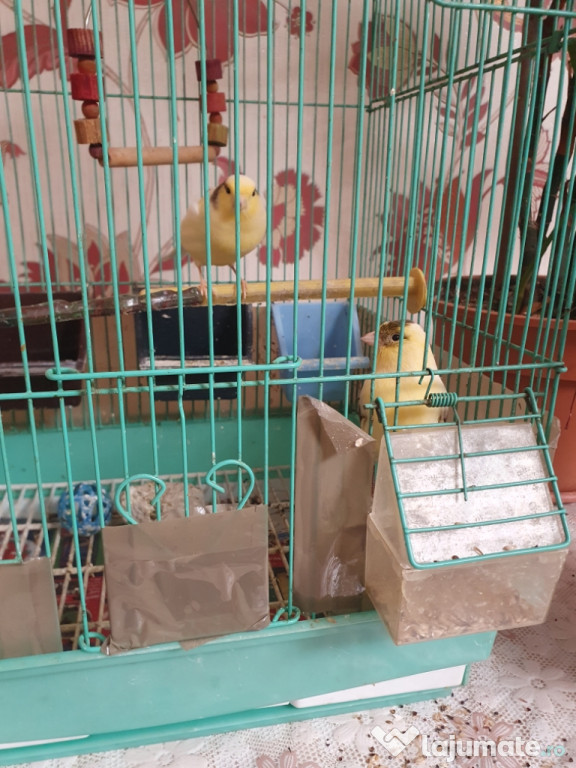 De vanzare pereche de Canari