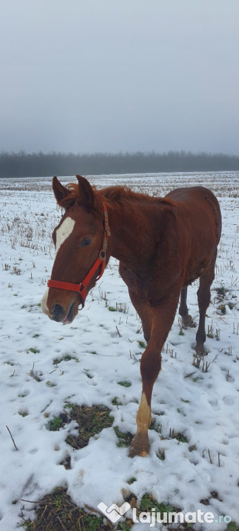 Vând mânz cuminte , vârsta luni