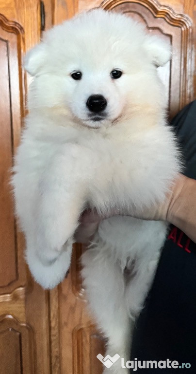 Pui Samoyed din părinți campioni, mascul foarte energic
