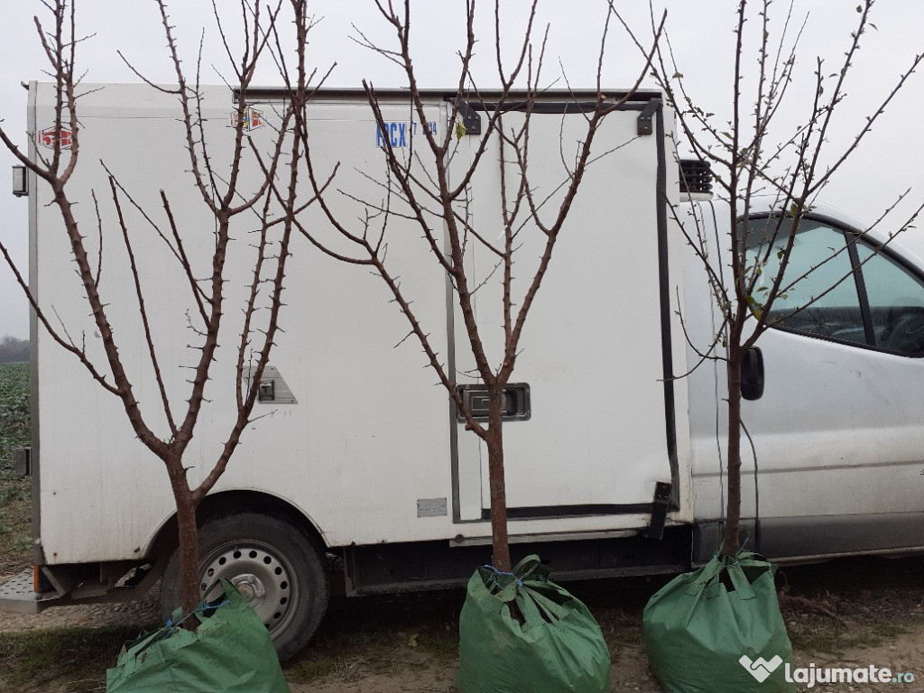 Pomi fructiferi la Balot 3-4 ani