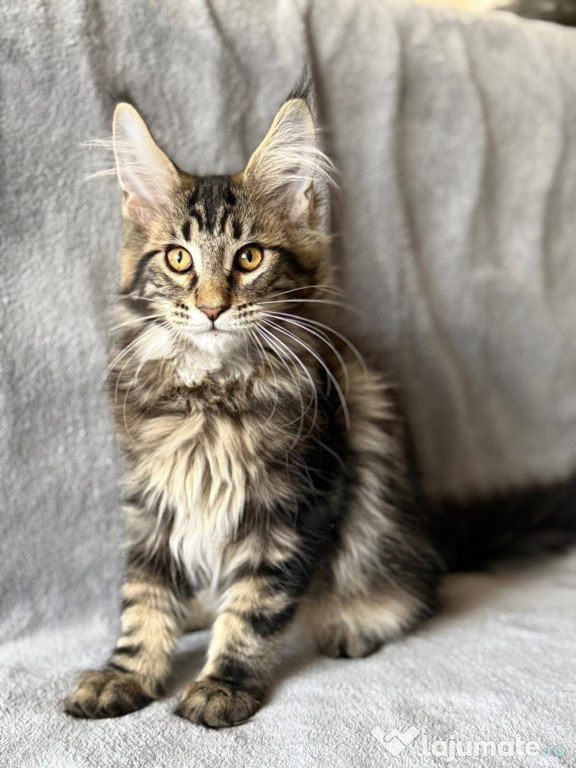 Maine coon frumoși