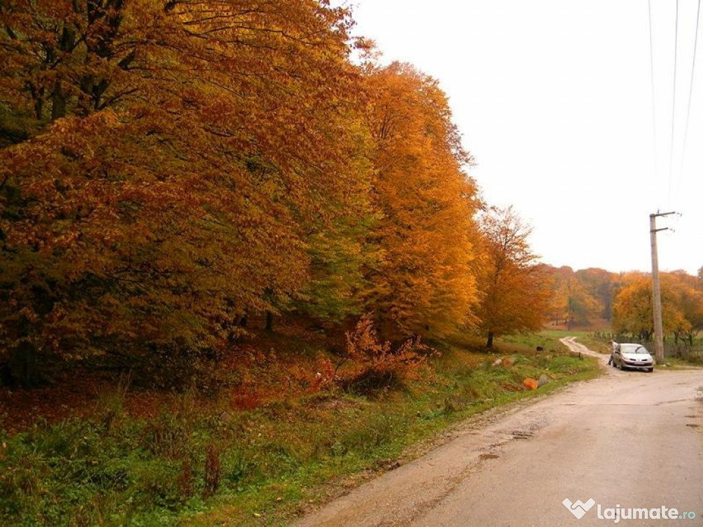 Padure la asfalt 35000 mp Robaia,negociabil