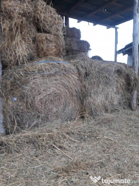 Baloti de lucerna rotunzi mari