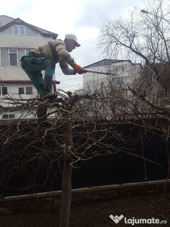 Curatenie/ defrisare teren-Toaletari arbori-Evacuare resturi