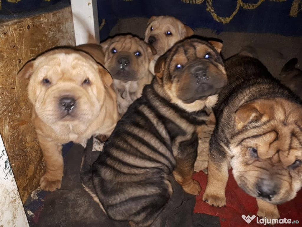 Caini shar-pei