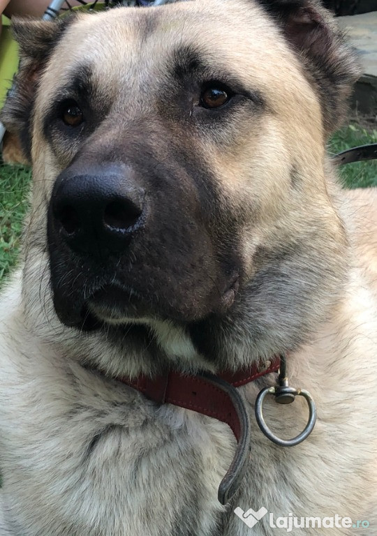 Monta mascul kangal