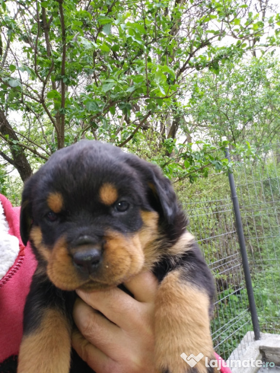 Pui de Rottweiler