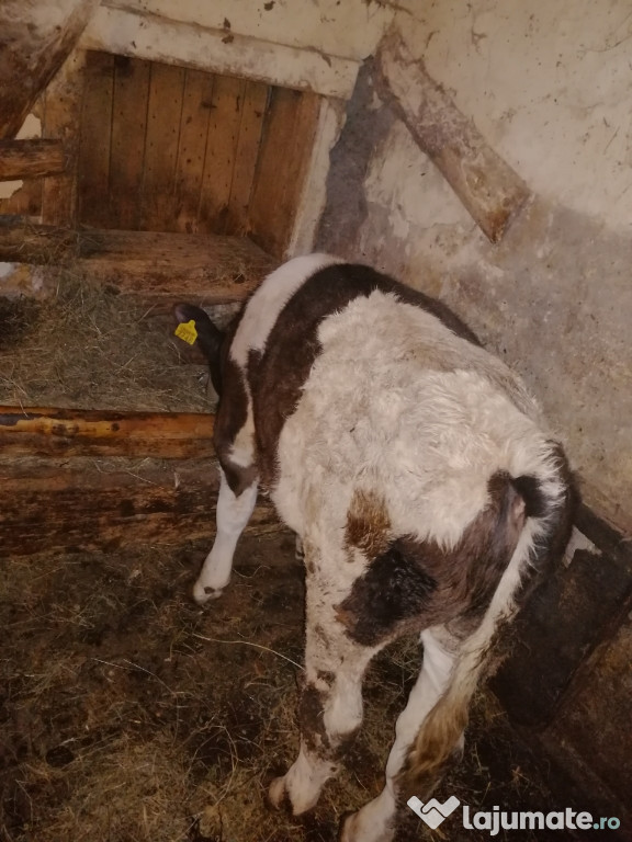 Tauraș