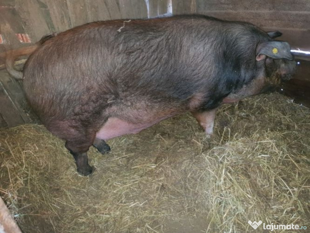 Porc crescut bio