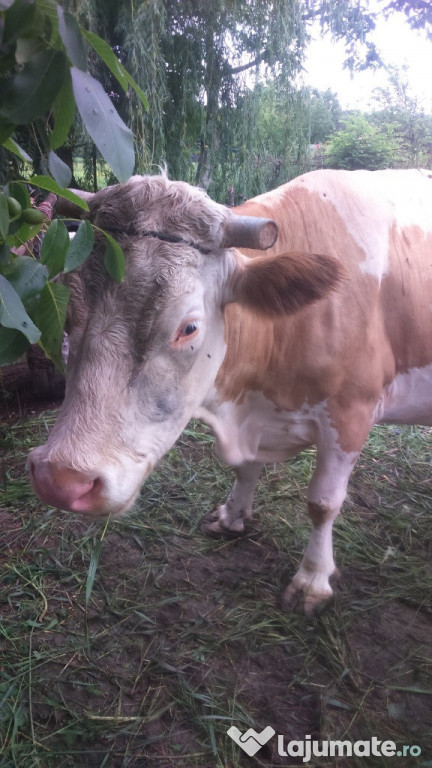Vaca baltata