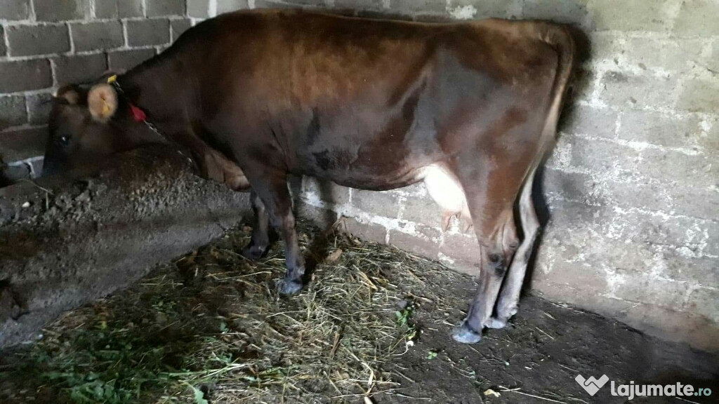 Vaca 3 vitei buna de lapte montat de 2 luni rasă angus