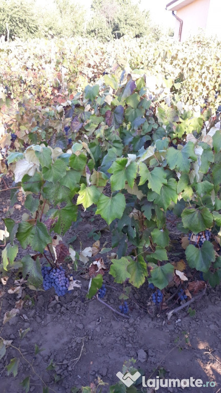 Struguri vin
