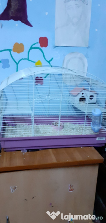 Custi de hamsteri