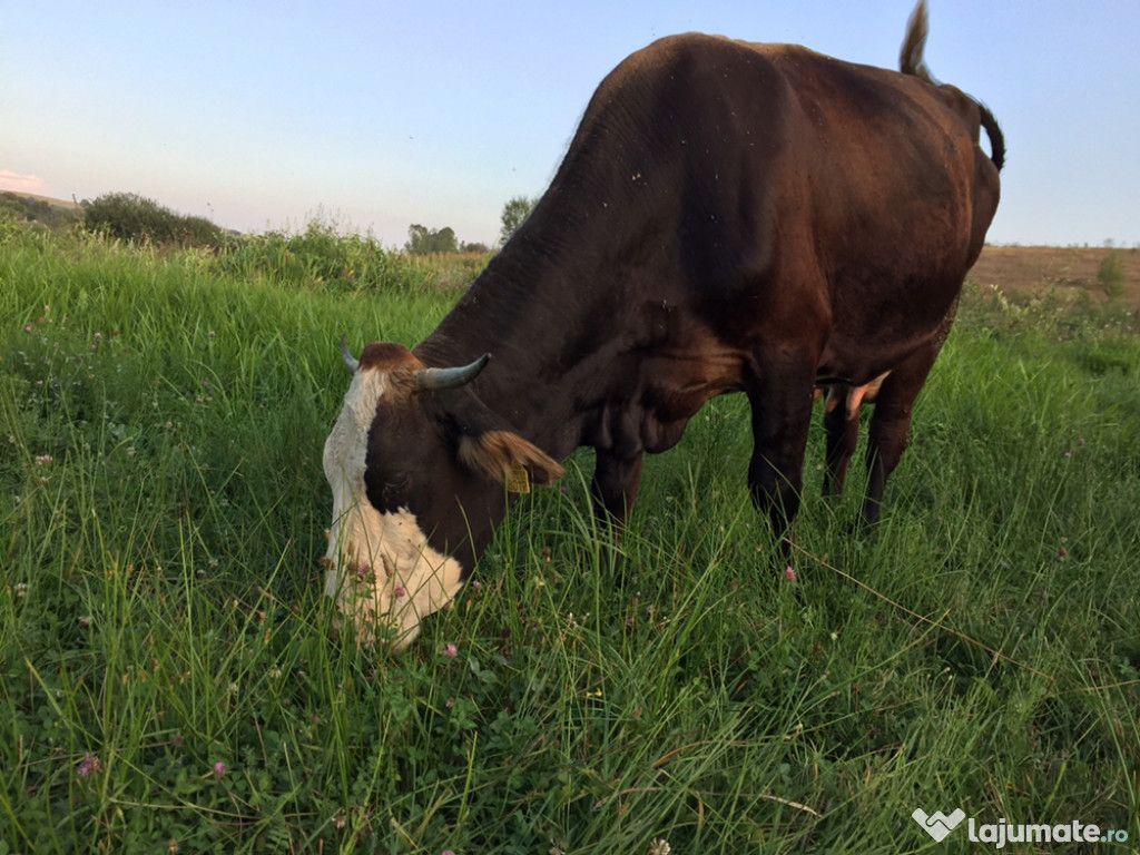 Vaca buna de lapte și blândă de 7 ani