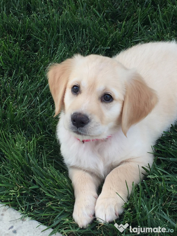 Golden retriever