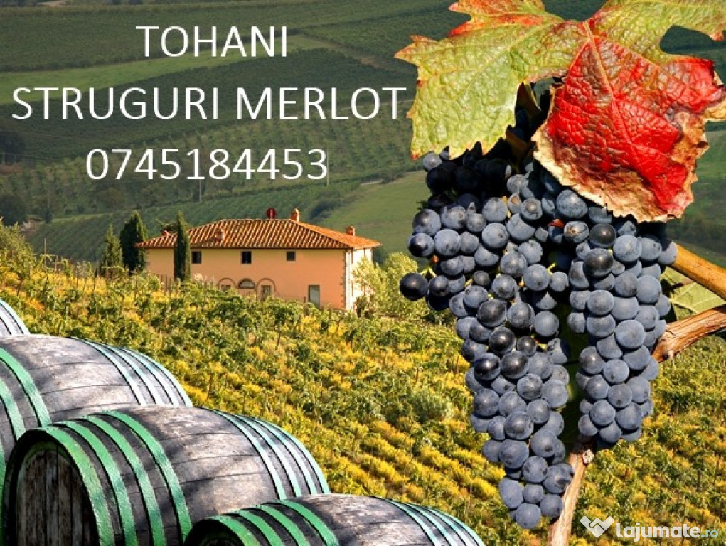 Struguri merlot, regiunea tohani
