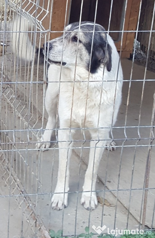Femelă ciobănesc românesc de bucovina