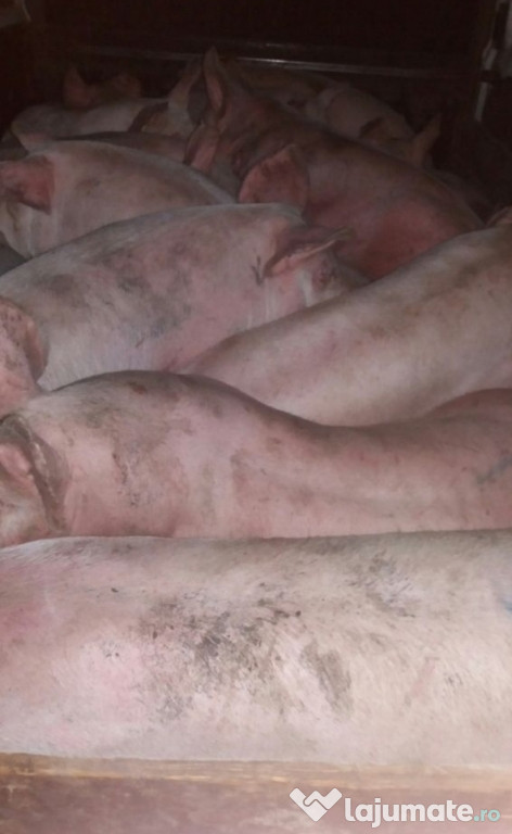 Porci de carne