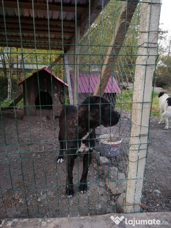 Cane corsa