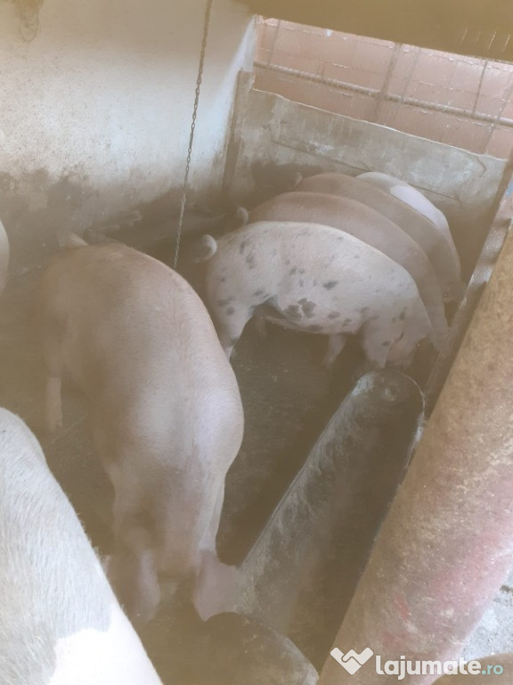 Porci de Carne