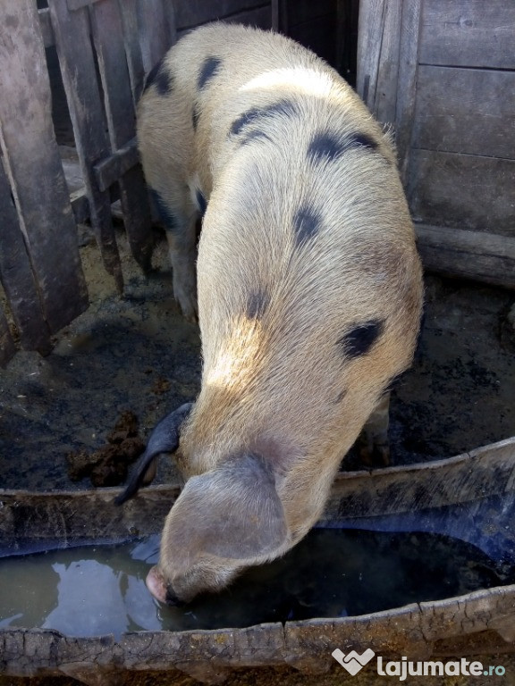 Porci pentru sacrificat