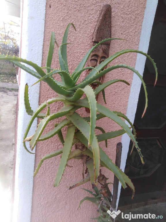 Aloe vera