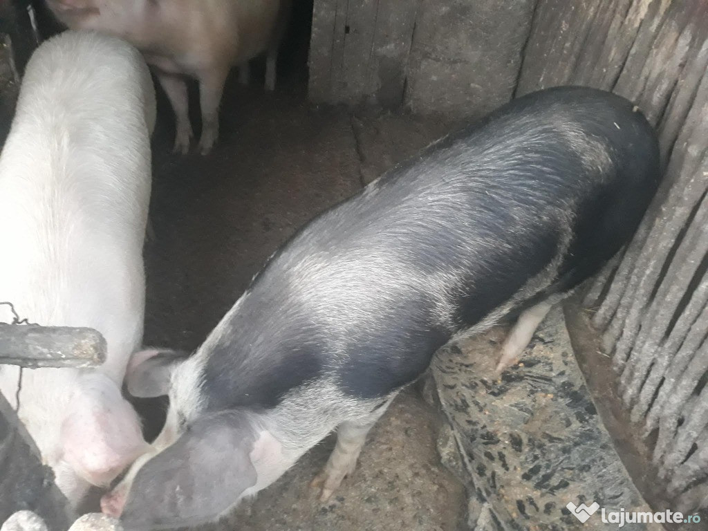 Porci