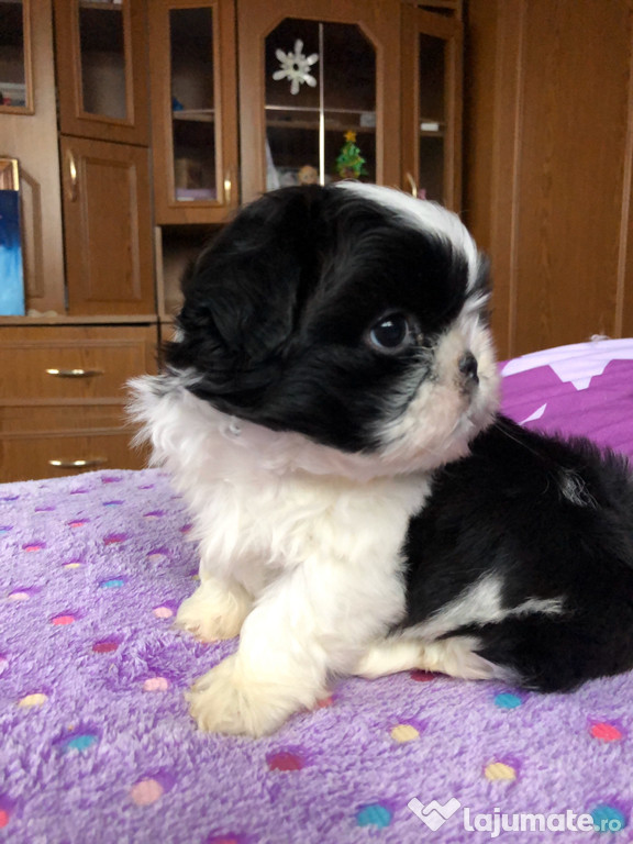 Shih Tzu mini toy