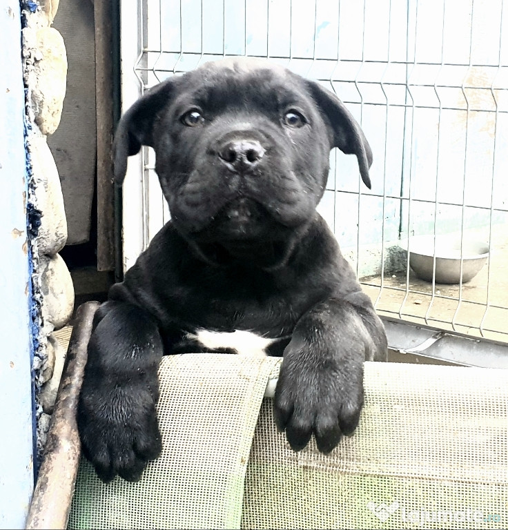 Pui catei Cane Corso