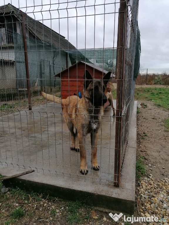 Ciobănesc belgian Malinois