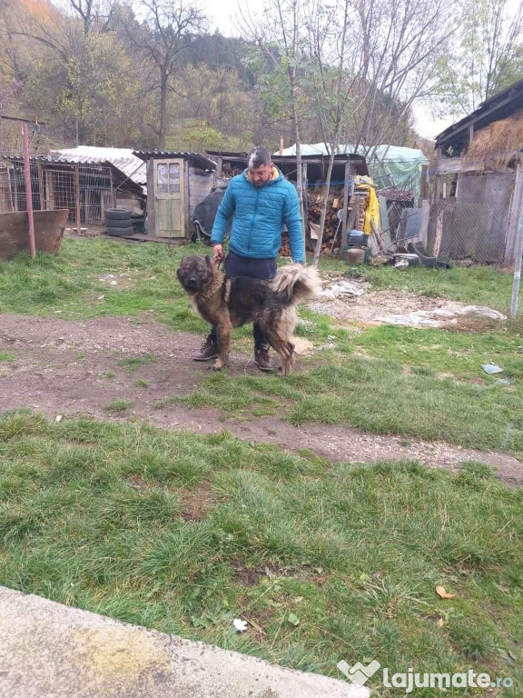 Femelă ciobănesc caucazian