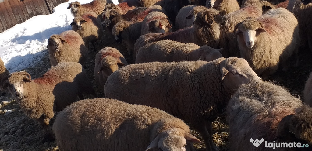 Berbeci texel