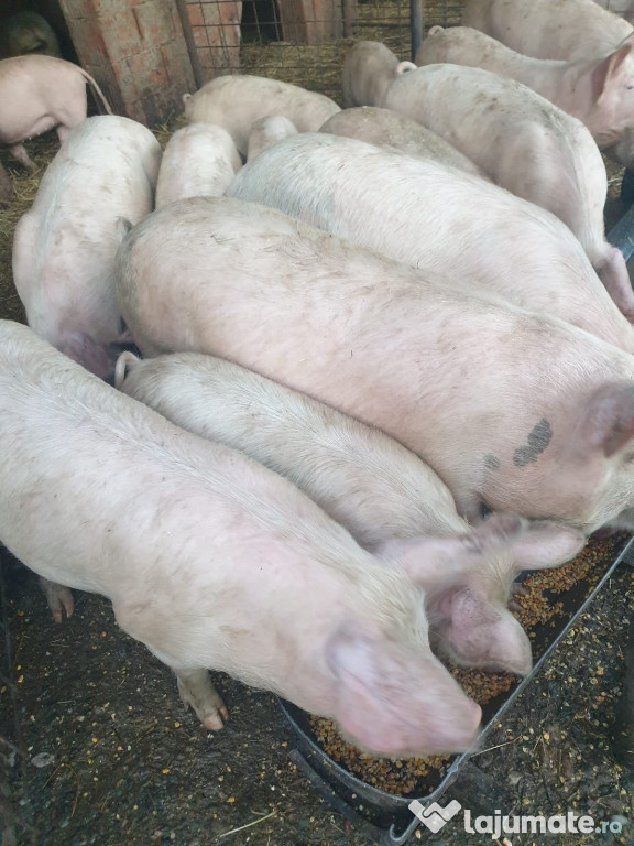 Porci