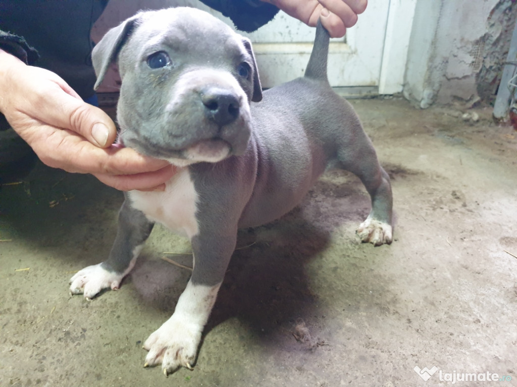 Amstaff Blue