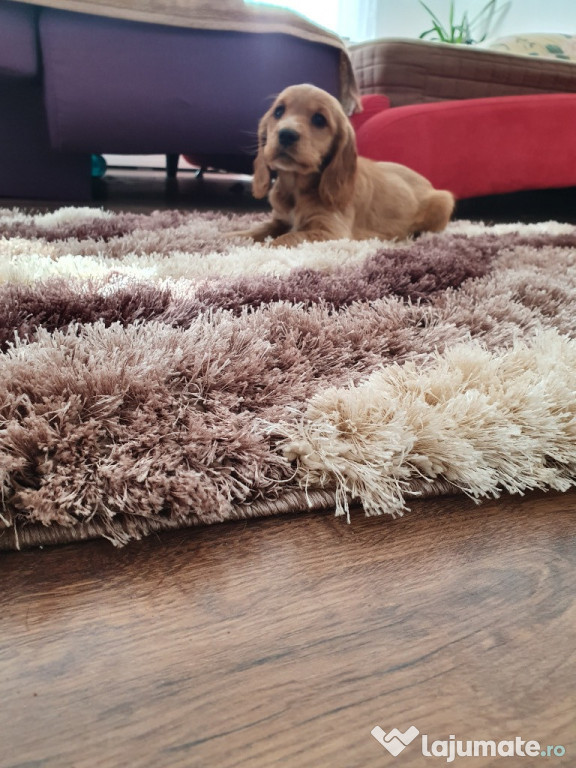 Coker Spaniel