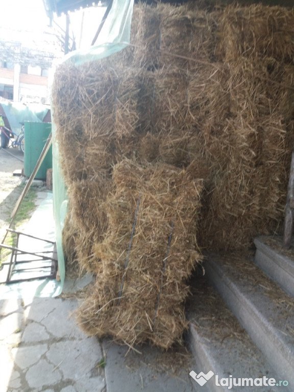 Baloti și trifoi sunt buni din 2019