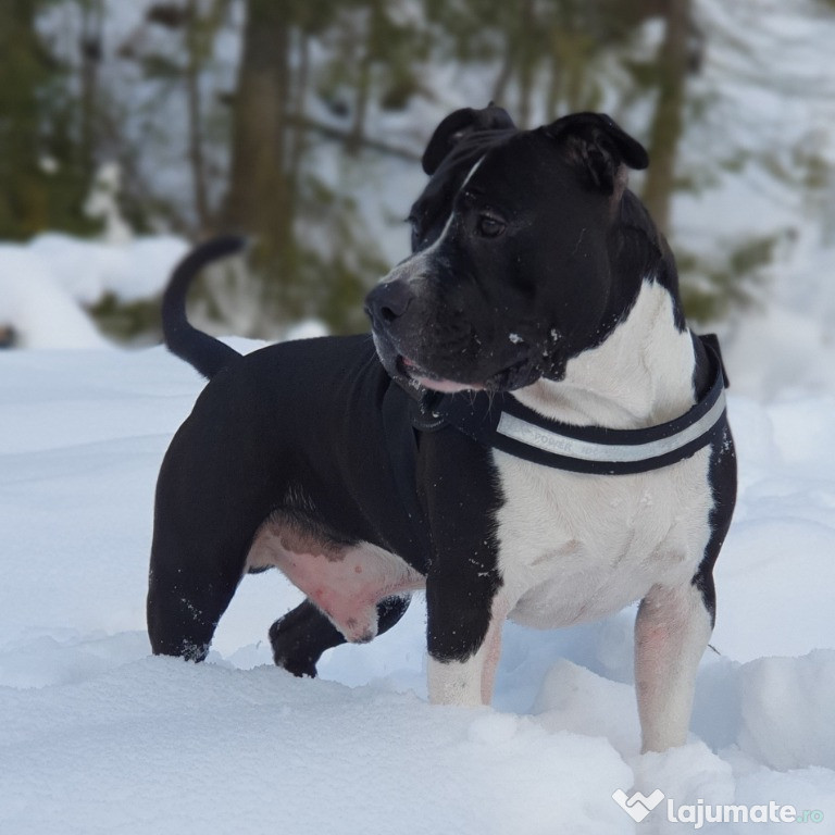 Monta mascul amstaff
