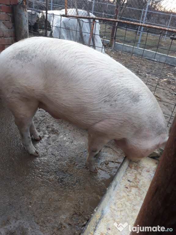 Porc, pt tăiere