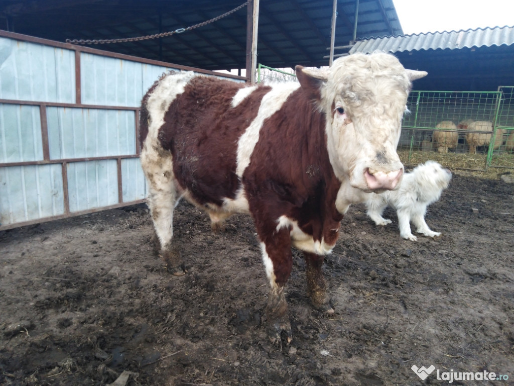 Vițel baltata românească