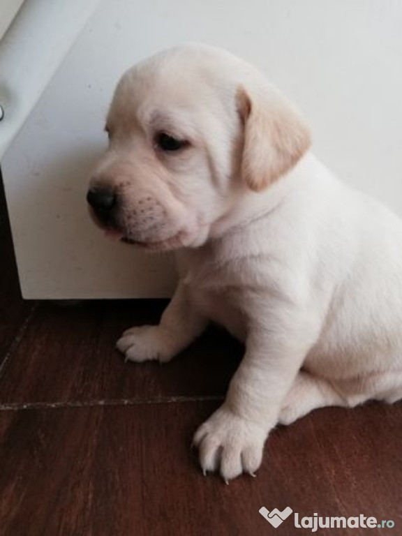 Pui Labrador retriver