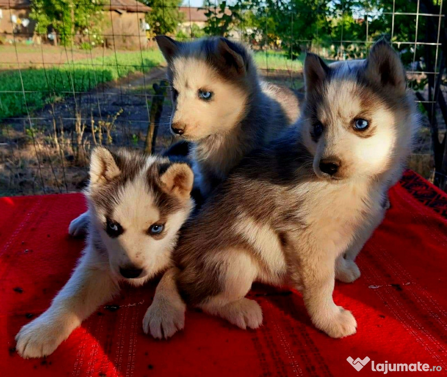 Husky Siberian