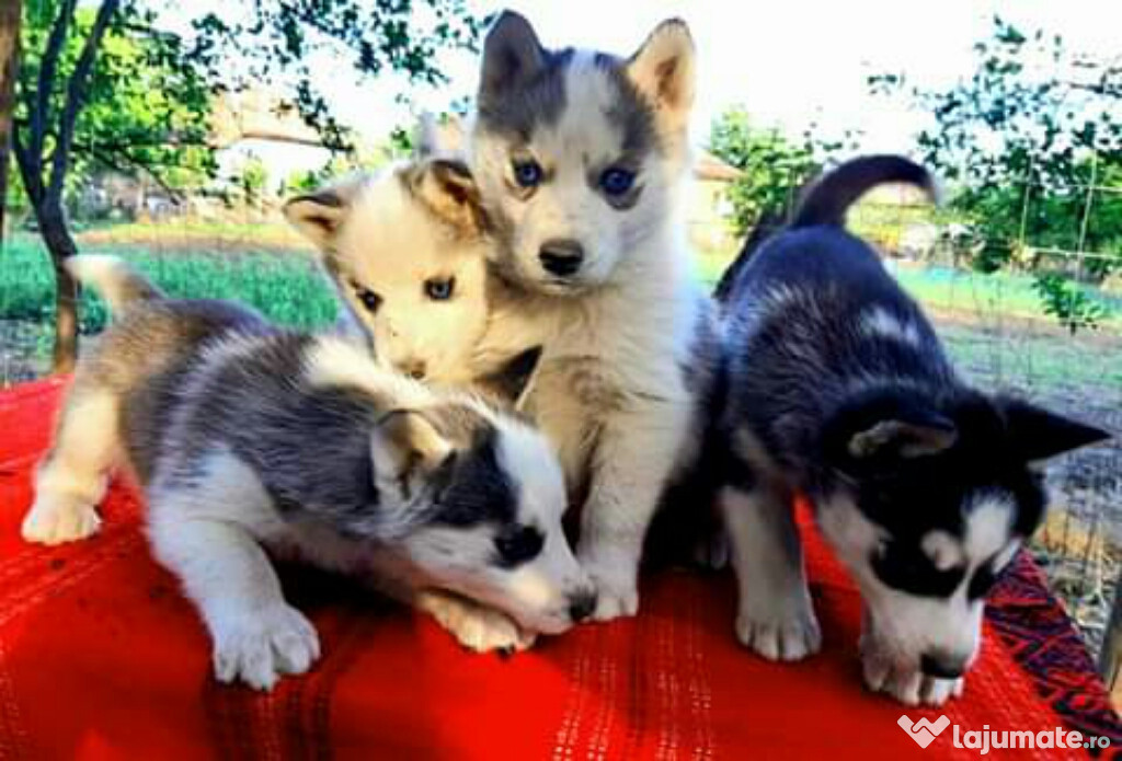 Husky Siberian