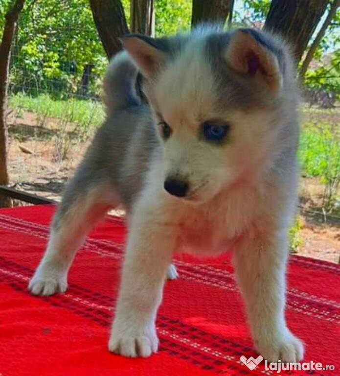 Husky Siberian