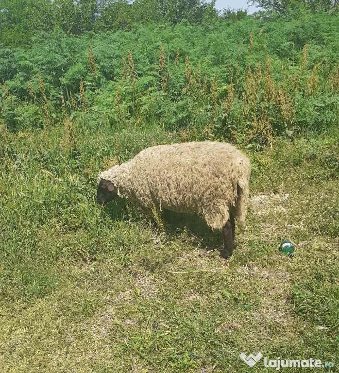 Oi carabașe