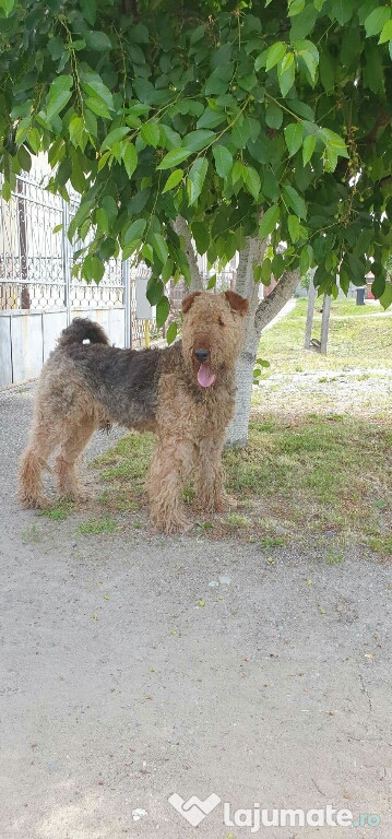 Airedale Terrier de M0NTA