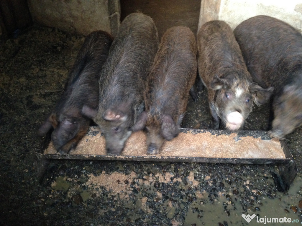 Porci grasuni șoldani