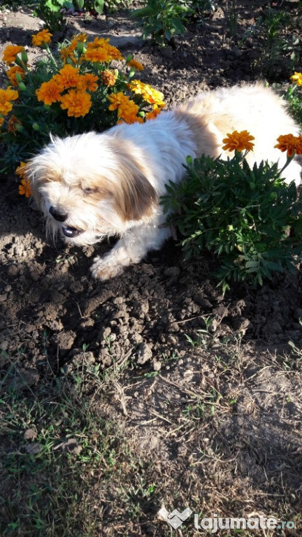 Femela Shih Tzu gestanta