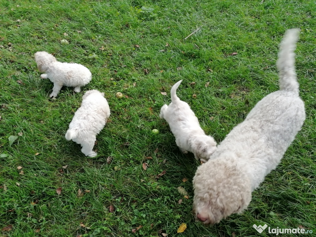 Lagotto Romagnolo