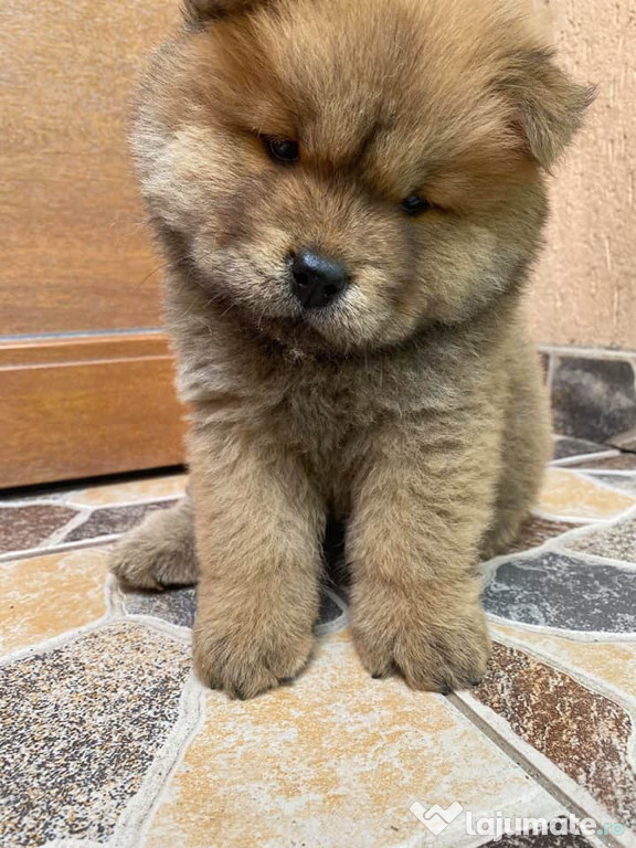 Pui Chow Chow