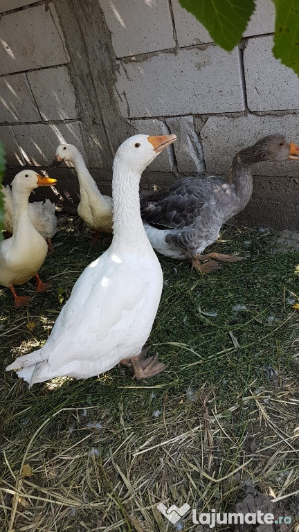 Gâște Toulouse si rațe Pekin